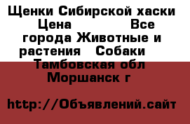 Щенки Сибирской хаски › Цена ­ 18 000 - Все города Животные и растения » Собаки   . Тамбовская обл.,Моршанск г.